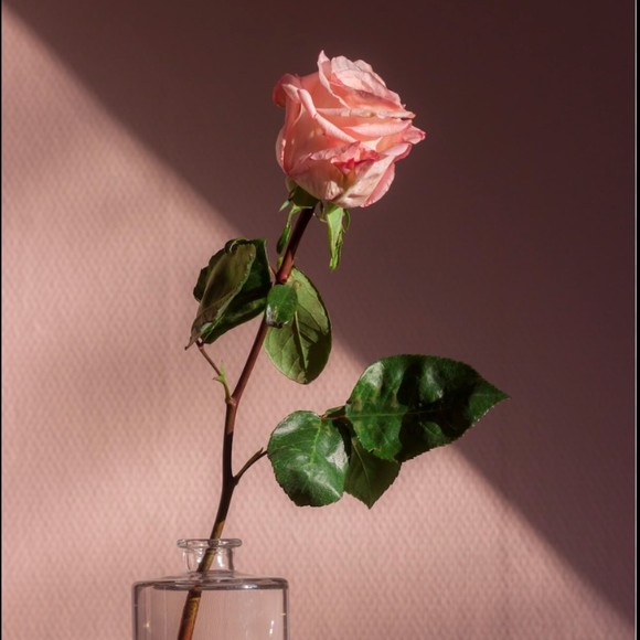 Meet your Posher, Audrey - Picture 1 of 1